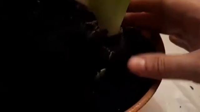 Геоцинты. Как их пересадить и правильно ухаживать за ними... смотреть онлайн