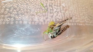 Серые кузнечики нападают на певчих. Katydid (wart-biter) hunts bush cricket (Tettigonia cantans).