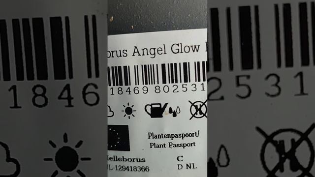 АНГЕЛЬСКОЕ СВЕЧЕНИЕ🌟🥰🤗 СОРТОВОЙ ХЕЛЛЕБОРУС Angel glow#морозник#зимняя роза#для сада#красивыецветы