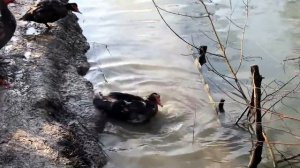 Мускусные Утки Зимой | Содержание  уток зимой | Зимовка Мускусных уток