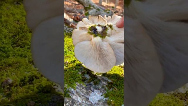 Устричный гриб?? Вёшенка Pleurotus ostreatus. Грибы России. Mushrooms ?.