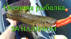 Осенняя рыбалка. За налимом. Рыбалка в Иркутске. Ловля налима на донку. Ловля налима на закидушки