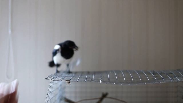 СОРОКА - ВОРОВКА смотреть онлайн