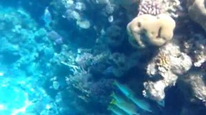 Разнообразные рыбки в Красном море