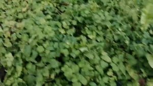 Дедушка нашол 4 целых колпака на 15 размер торнадо чёрно серые