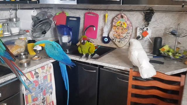 Тусовка на кухне!) Попугаи Ара, какаду, Гиацинтовый Ара и все обожают быть на кухне!) смотреть онлайн