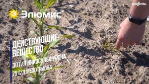 Гербициды Сингента на кукурузе. Как и когда применять?