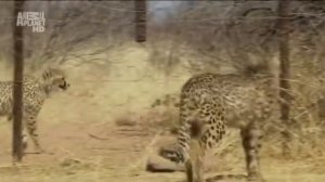 Animal Planet. Царство гепардов 10