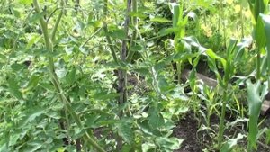 Томат Мечта лентяя   халявщик лета 2020