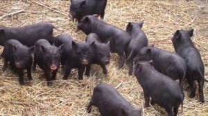 Выращивание вьетнамских свиней как бизнес идея
