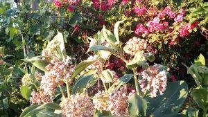 Ваточник сирийский растение медонос