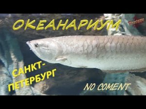 Океанариум. Санкт-Петербург.