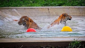 Большой Бассейн для Тигров - Мы мечтали об этом !)