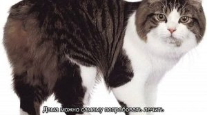 У кота сломан хвост: что делать