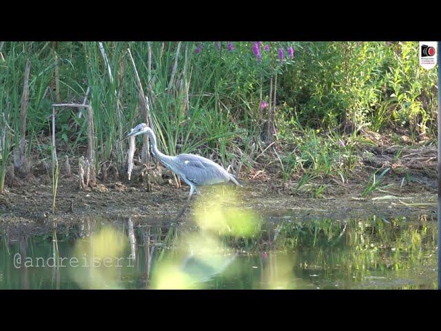 Серая цапля (Ardea cinerea) г.Серафимович. Август 2020г.