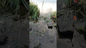 Ловля карася на Кальмиусе 26 мая 2023 г.