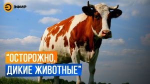 Сбитая на трассе корова стала причиной многолетних судебных тяжб