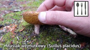 Maślak wejmutkowy (Suillus placidus) Śląsk