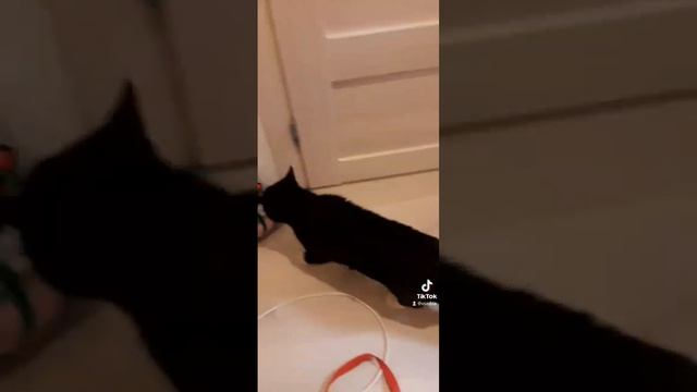 Кот ищет дом. Забирайте скорее, дома уже нет места) смотреть онлайн