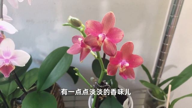 2021年4月底我的兰花 My Orchids Updates in April 2021 смотреть онлайн