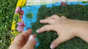 Заморозка зелени  на зиму, цыганка готовит. Укроп и петрушка на зиму.
