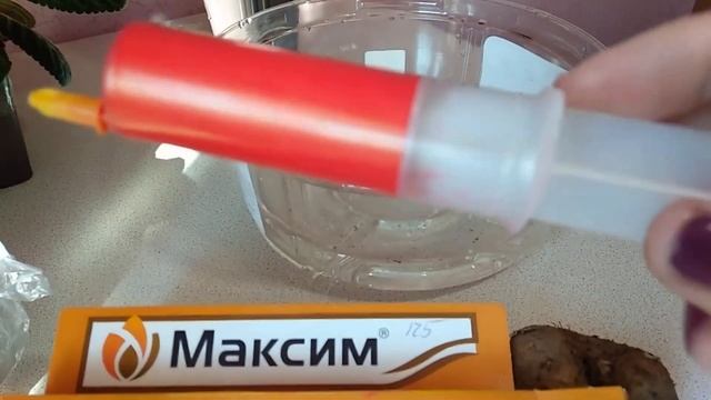 Клубни глоксиний из магазина, как правильно посадить. смотреть онлайн