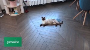 Французская ёлочка Greenline в интерьере квартиры.
