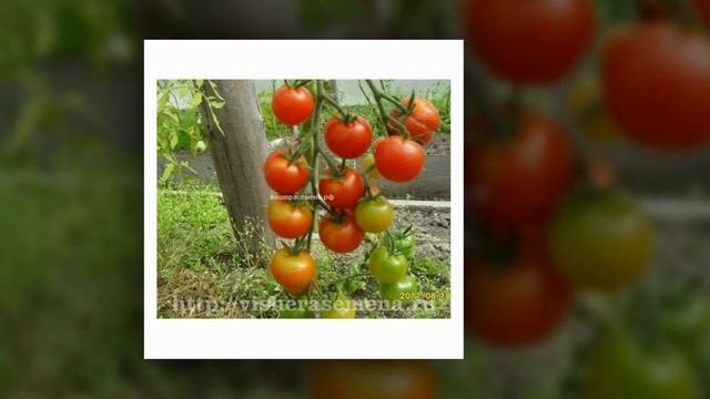 Высокорослые и урожайные сорта помидоро