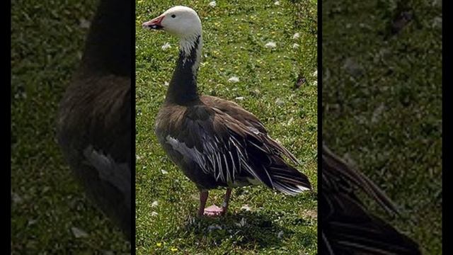 ⚪Белый гусь?️ смотреть онлайн