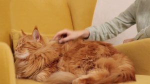 Самые интересные факты и открытия о котах и кошках .Тайны семейства  кошачьих...