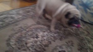 Жирный, злобный мопс.