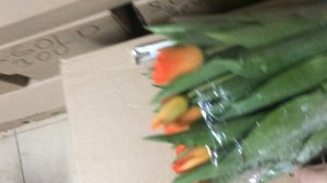 Тюльпаны оптом Новосибирск 89232226103