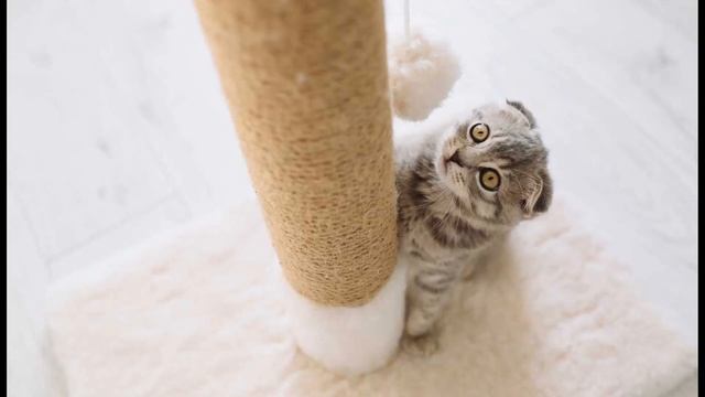 Как приучить кота к когтеточке/Кратко и ясно