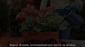 Пеларгония Lake — характеристики сорта и выращивание