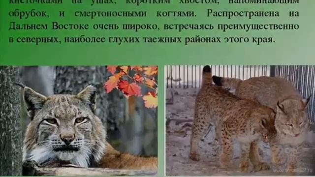 Животные которые входят в красную книгу смотреть онлайн