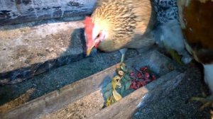 Витамины для кур несушек в зимний период//мое хозяйство