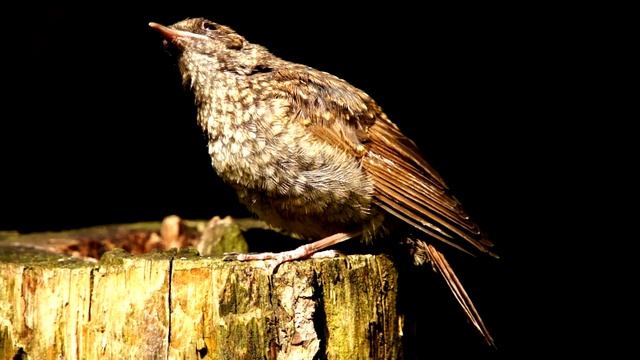 Как выглядит молодой соловей? Luscinia / серая мухоловка птенец / редкие кадры / голос соловья смотреть онлайн