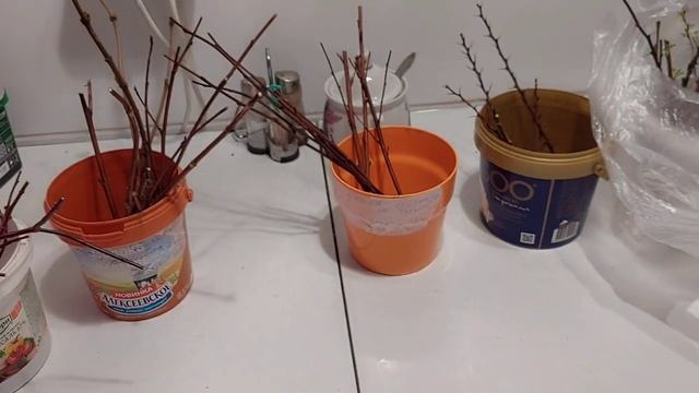 Ветки кустарников в воде.Прошло 10 дней.Наблюдения. смотреть онлайн