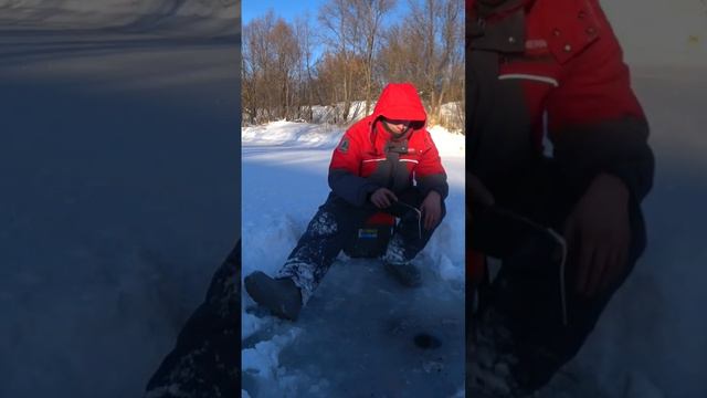 Окунек на мормышку. Полное видео на канале. #кама #зимняярыбалка #окуньнамормышку #окунь