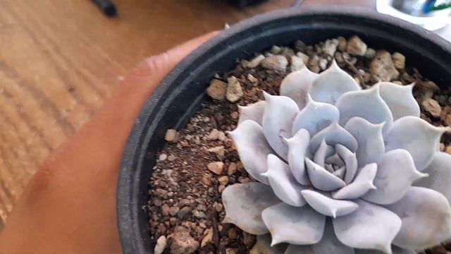 Conocías esta Suculenta? Echeveria lilacina. смотреть онлайн