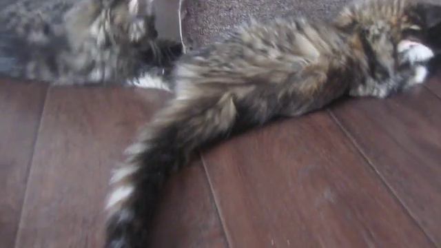 продажа котят мейн куна
