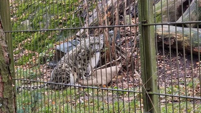 Snow leopard and a bag of scents смотреть онлайн