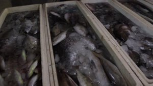 Бали. Рыбный рынок на Бали (Jimbaran Fish Market) Дешевые морепродукты на Бали.