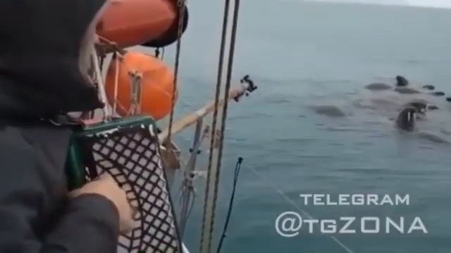 Танцующие моржи смотреть онлайн