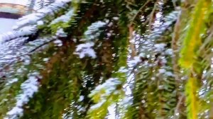 Белым снегом ночь метельная все стёжки--дорожки замела.