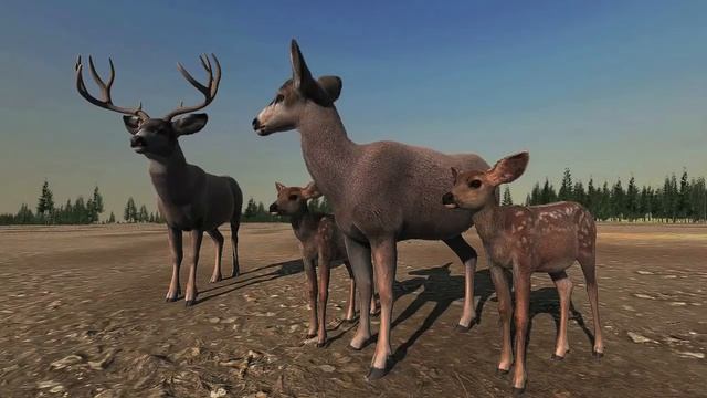 A Mule Deer Family смотреть онлайн