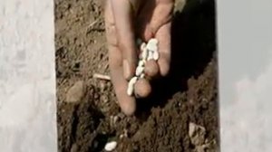 срок годности семян овощей