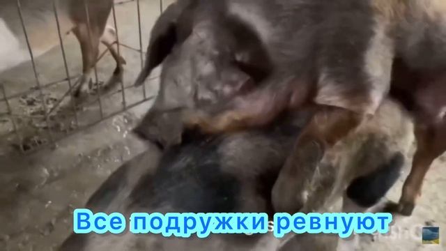 При спаривание свиней ты делаешь неправильно! Смотри что нужно делать! Успех обеспечен смотреть онлайн