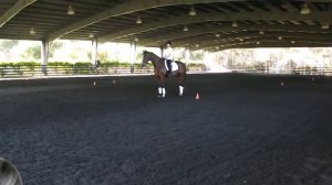 Bill Woods dressage clinic-Ocala,Fl- FUNNY! Otto the superstar!