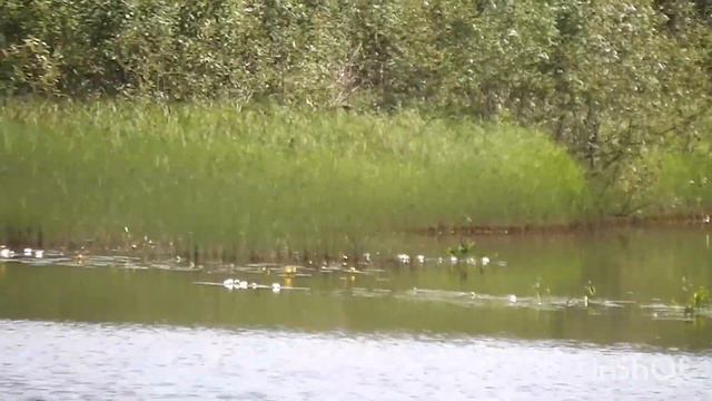 Тихая рыбалка с удочкой и прогулка овчаркой на пляж смотреть онлайн